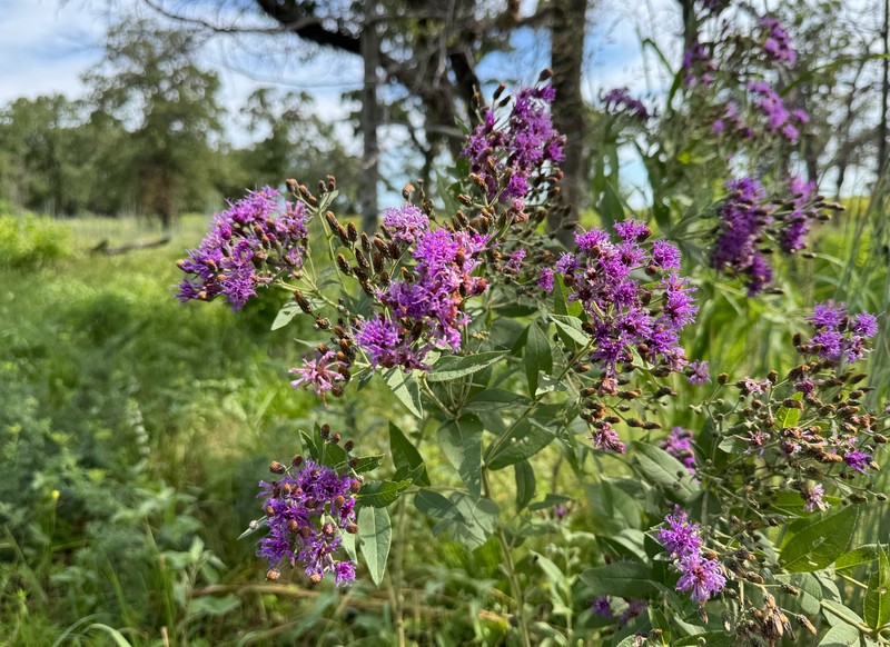 Vernonia baldwinii var. interior photo 3