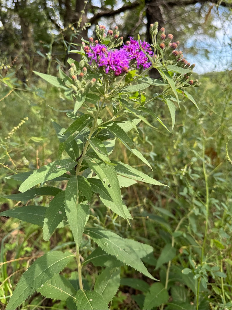 Vernonia baldwinii var. interior photo 4