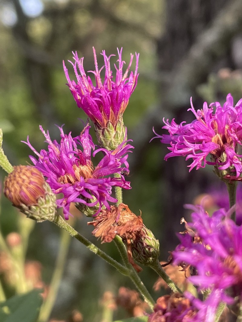 Vernonia baldwinii var. interior photo 5
