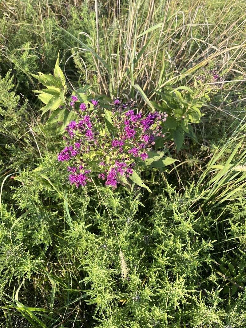 Vernonia baldwinii var. interior photo 6