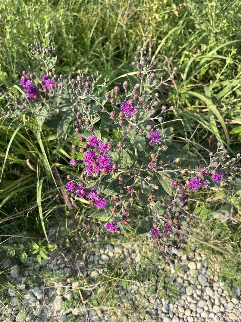 Vernonia baldwinii var. interior photo 7