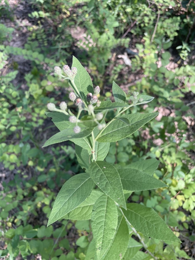 Vernonia baldwinii var. interior photo 8