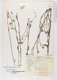 Vernonia benguetensis