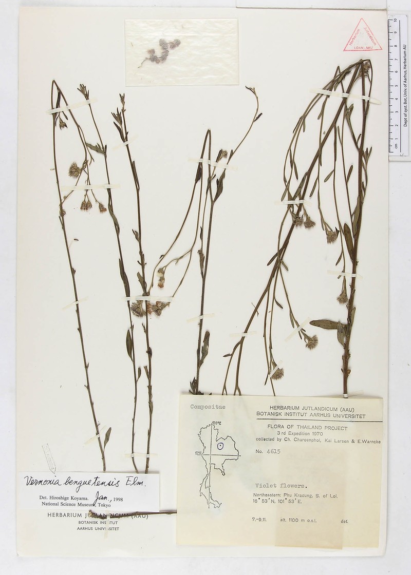 Vernonia benguetensis