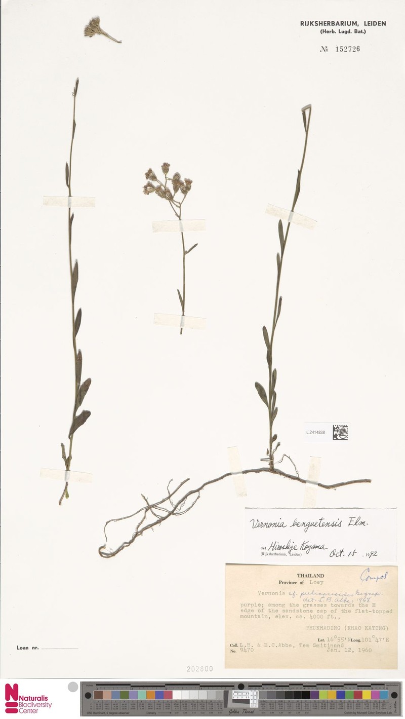 Vernonia benguetensis photo 2