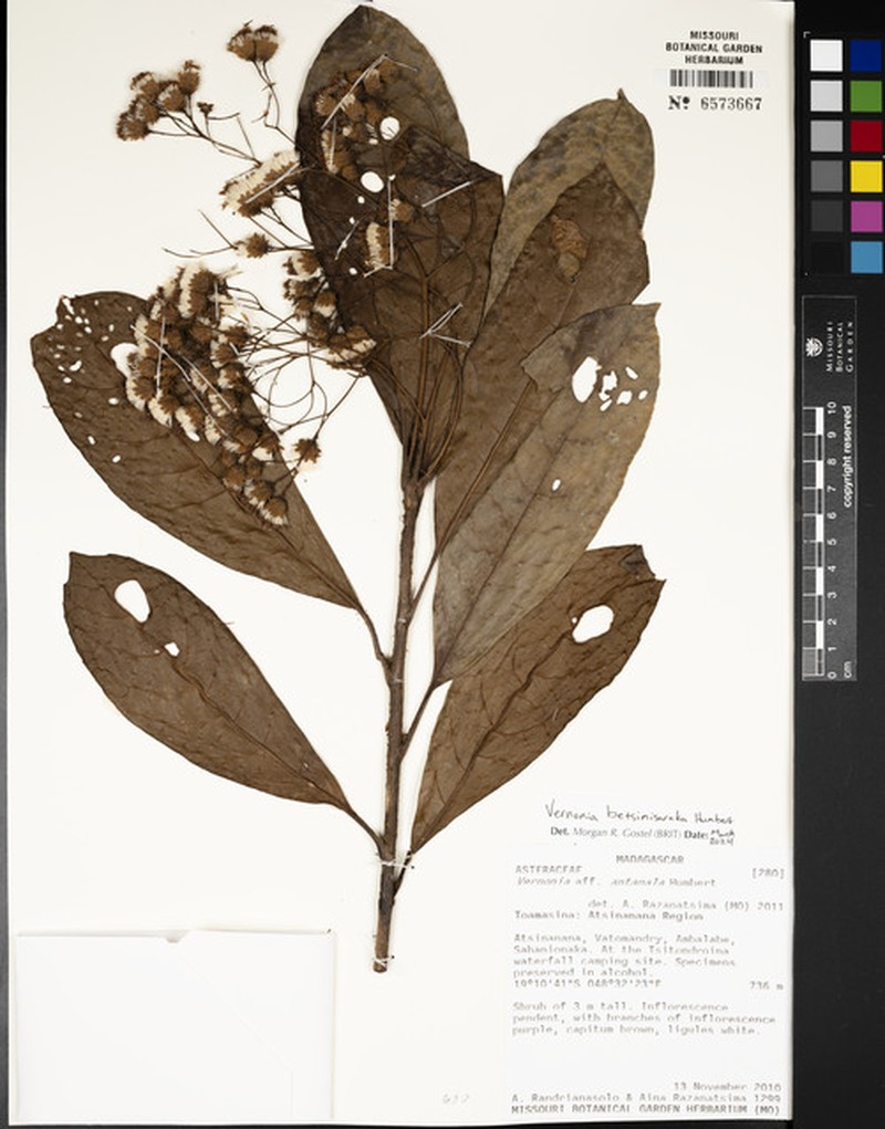 Vernonia betsimisaraka