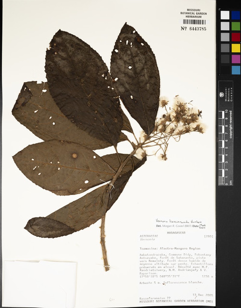 Vernonia betsimisaraka photo 2