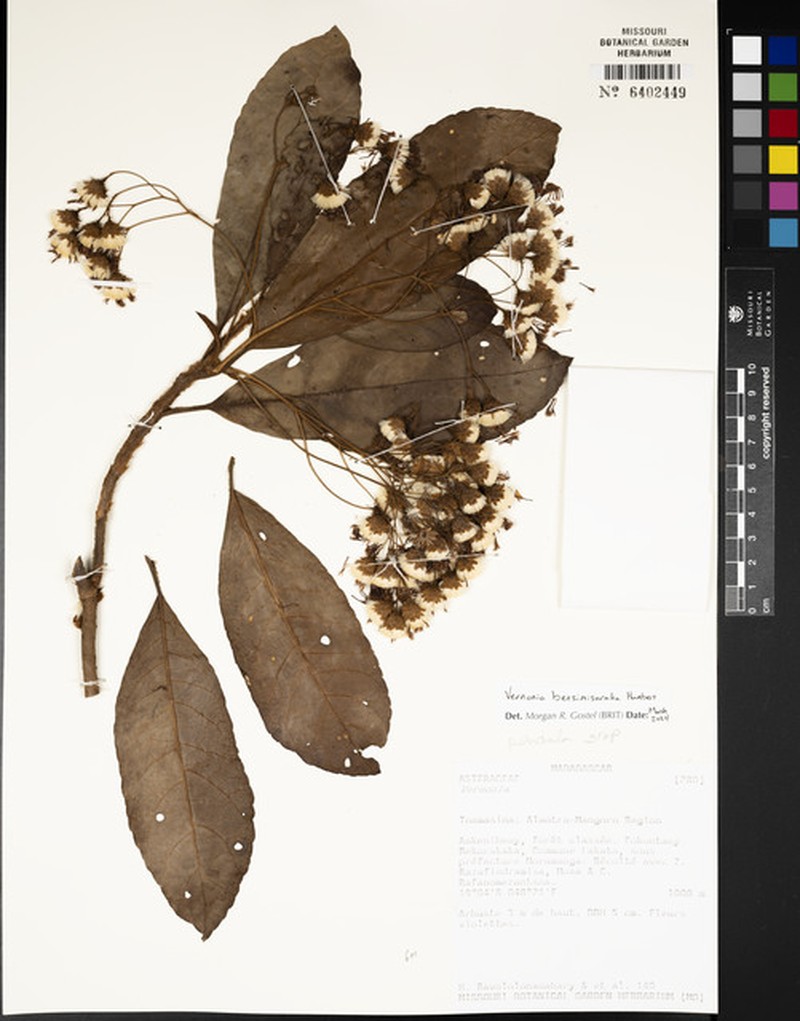 Vernonia betsimisaraka photo 3