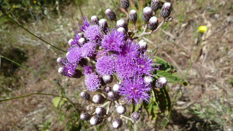 Vernonia bipontini
