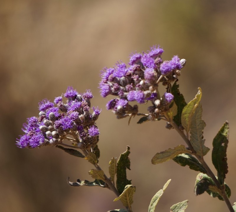 Vernonia bipontini photo 2