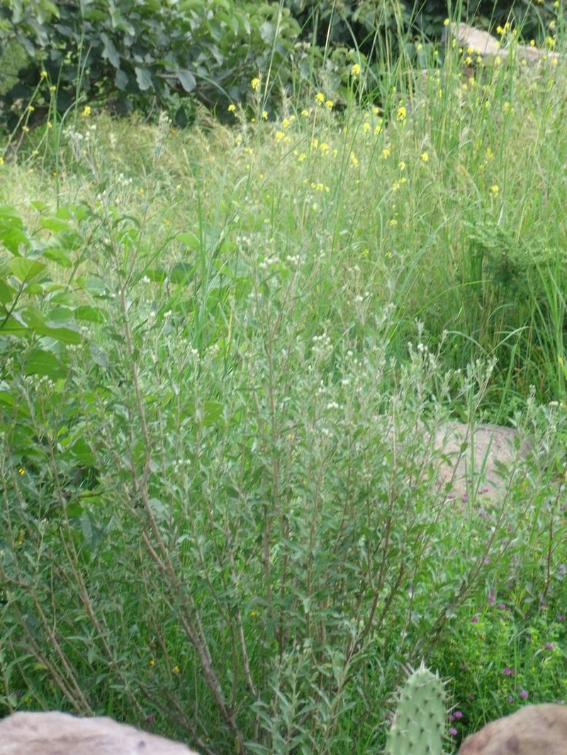 Vernonia bipontini photo 3