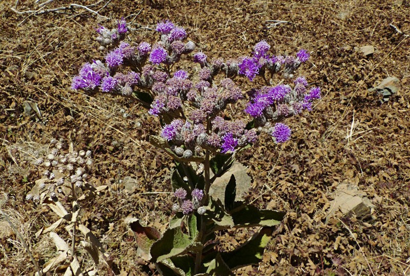 Vernonia bipontini photo 4
