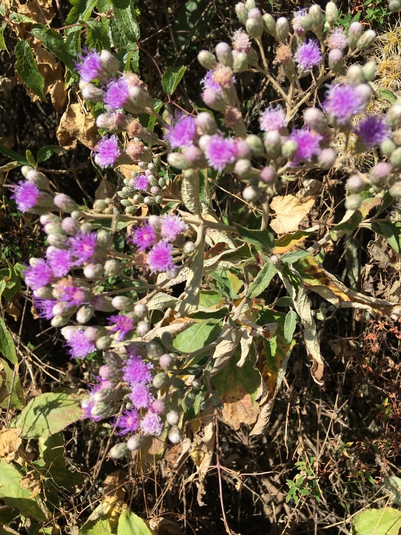 Vernonia bipontini photo 5