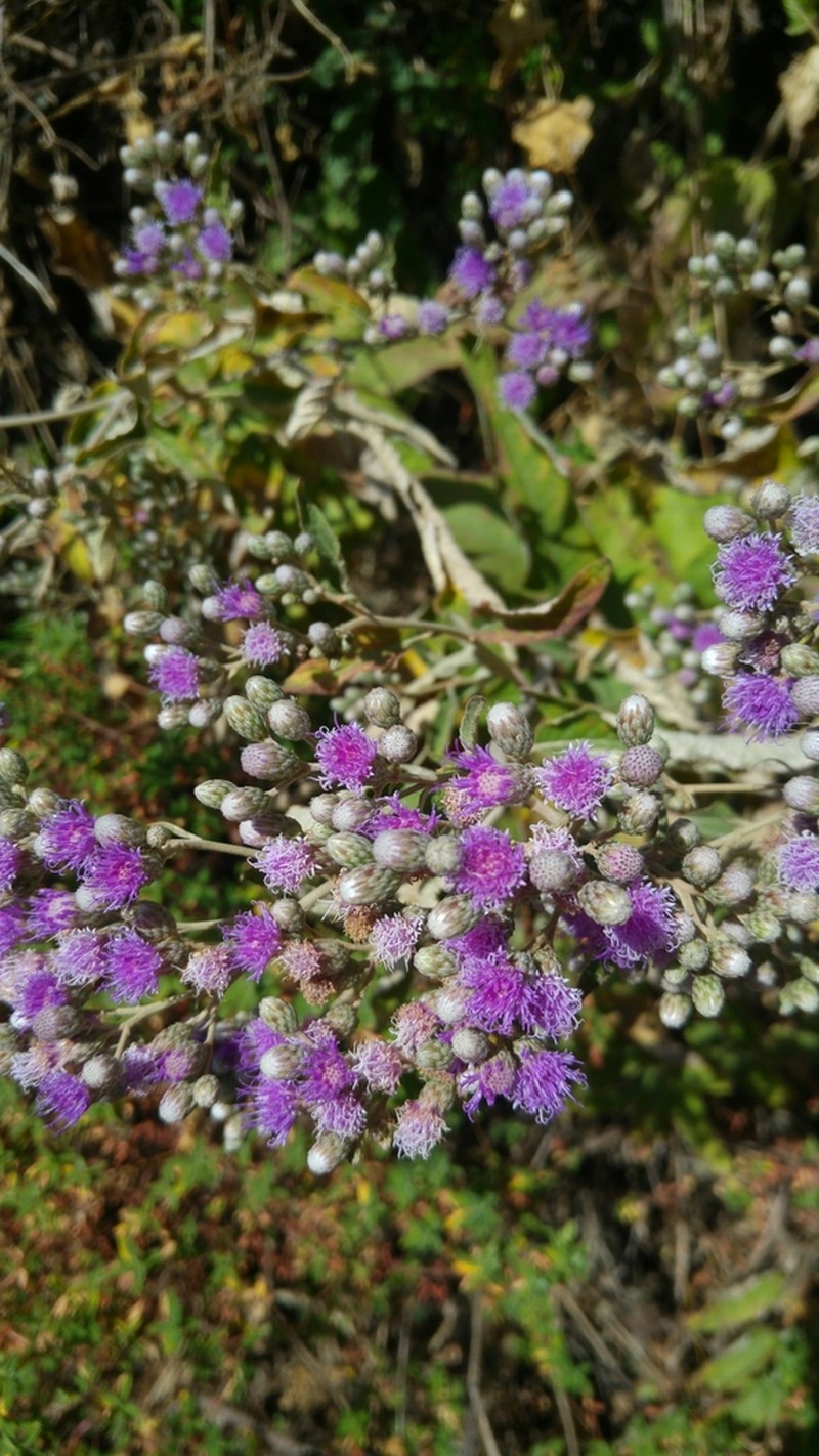 Vernonia bipontini photo 7