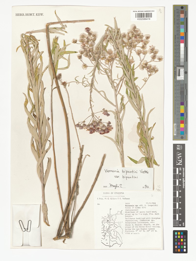 Vernonia bipontini var. bipontini