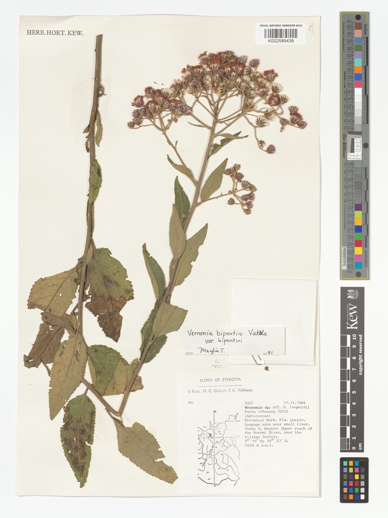 Vernonia bipontini var. bipontini photo 2