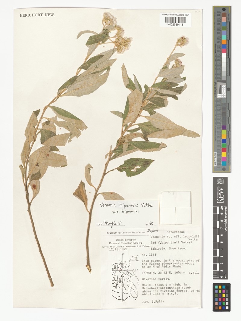 Vernonia bipontini var. bipontini photo 3