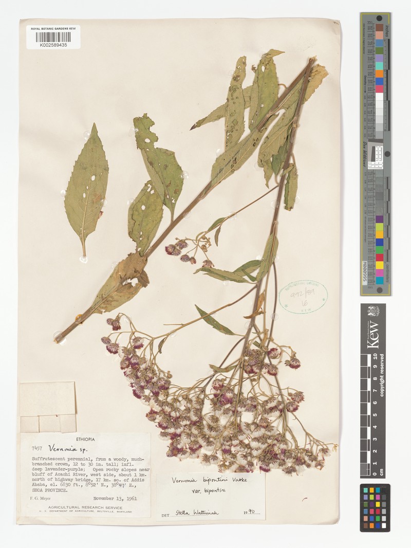 Vernonia bipontini var. bipontini photo 4