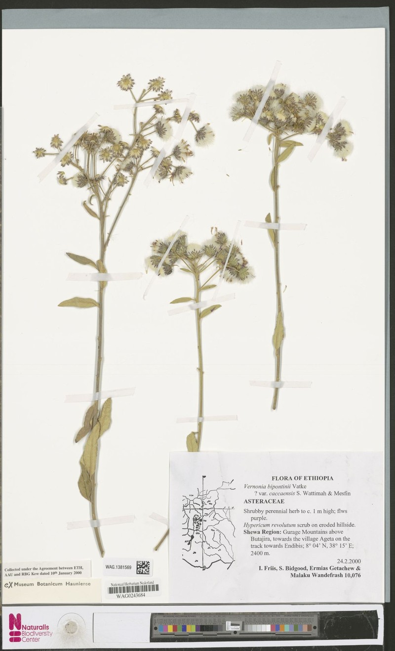 Vernonia bipontini var. caccaensis