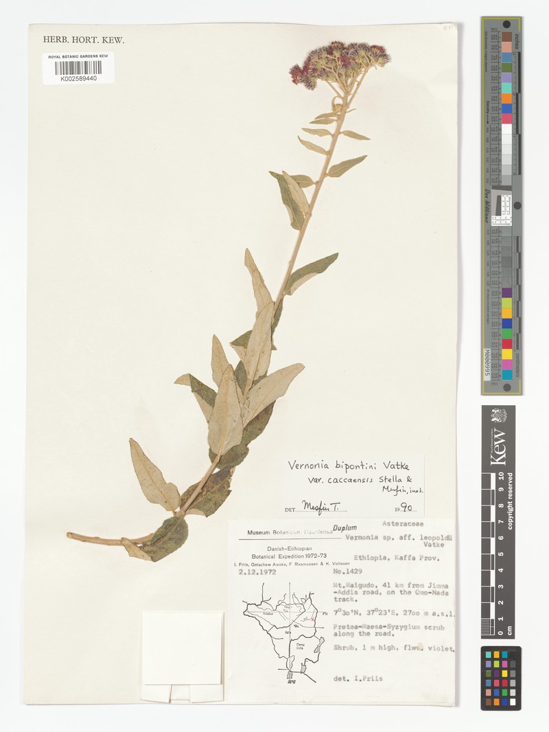 Vernonia bipontini var. caccaensis photo 3