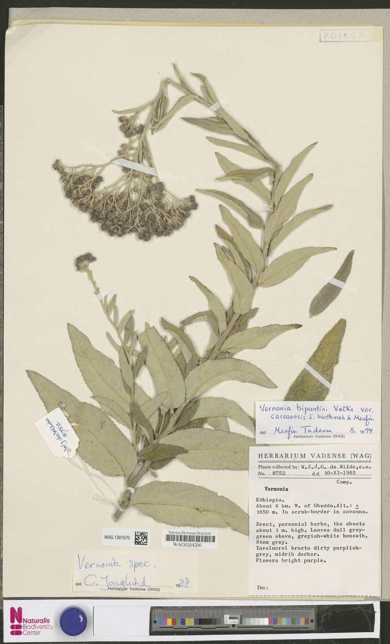 Vernonia bipontini var. caccaensis photo 4