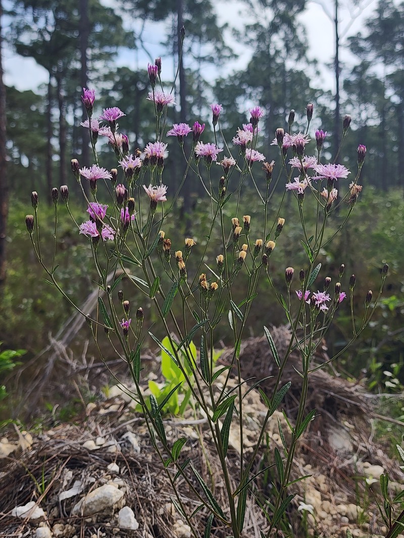 Florida Ironweed
