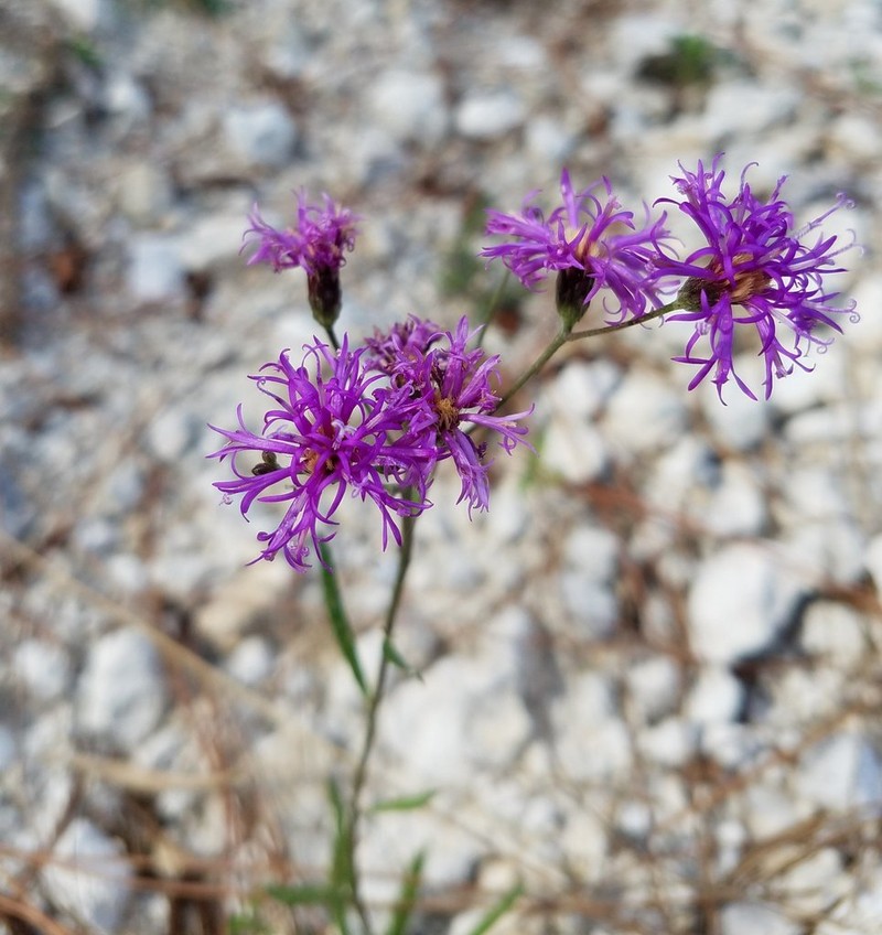 Florida Ironweed photo 2