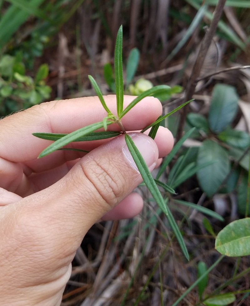 Florida Ironweed photo 3