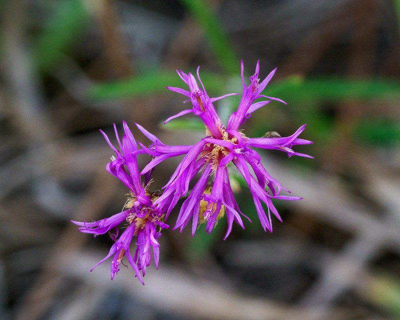 Florida Ironweed photo 4