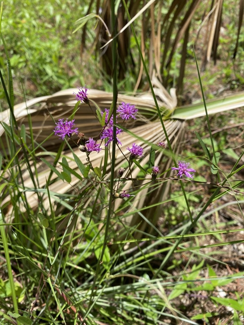 Florida Ironweed photo 5