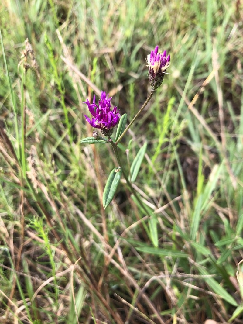 Florida Ironweed photo 6