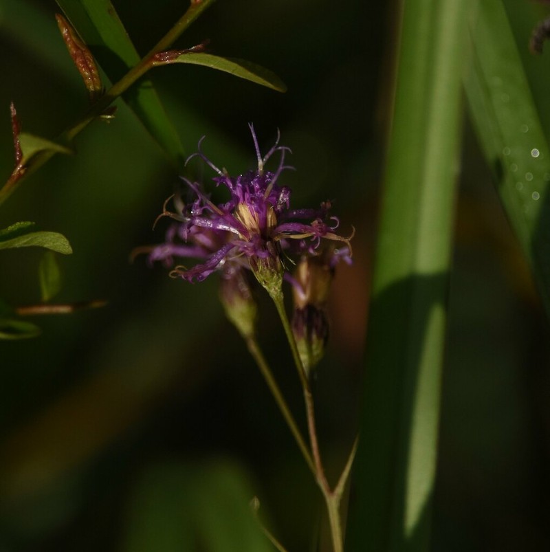 Florida Ironweed photo 7