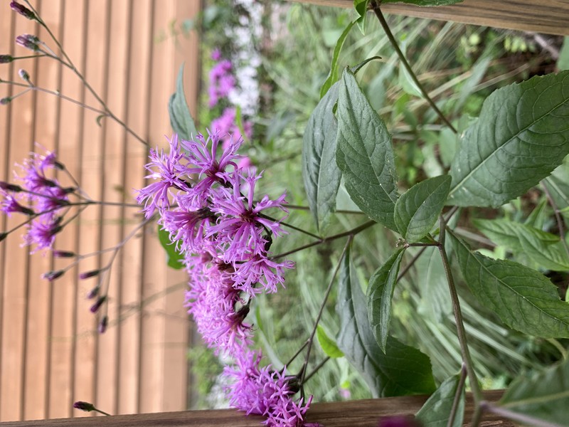 Florida Ironweed