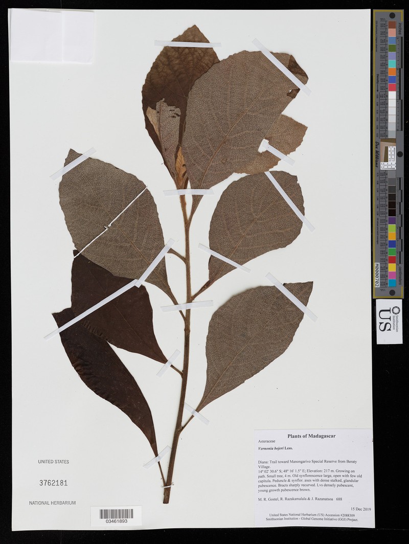 Vernonia bojeri