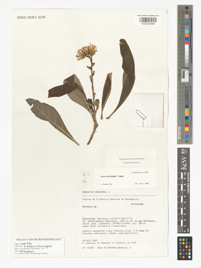 Vernonia bojeri photo 2