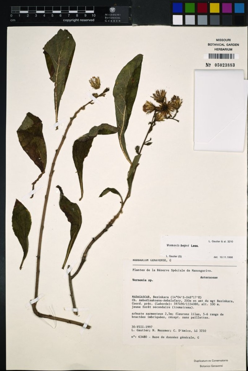 Vernonia bojeri photo 3