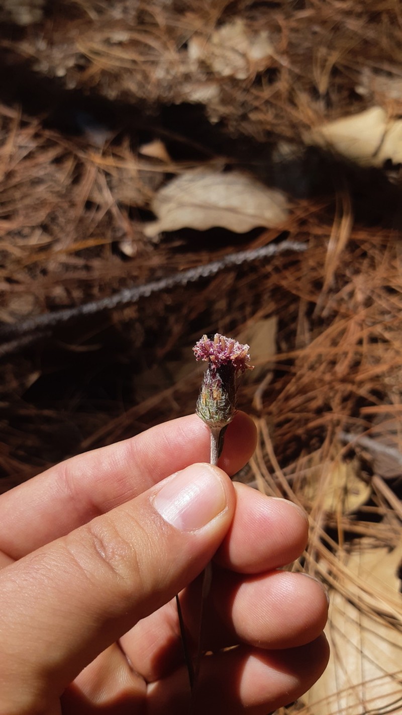 Vernonia bolleana
