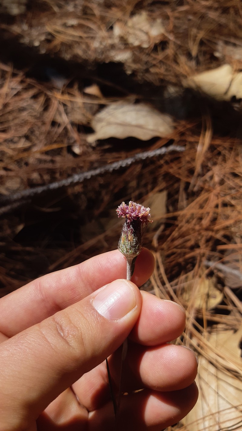 Vernonia bolleana photo 2