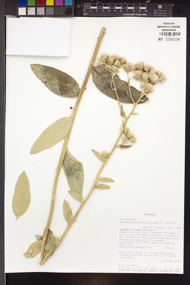 Vernonia brachytrichoides
