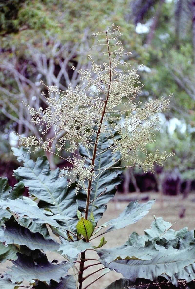 Vernonia brazzavillensis photo 2