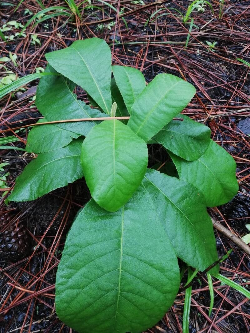 Vernonia brazzavillensis photo 6