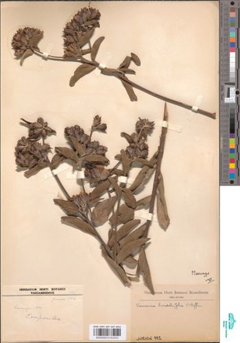 Vernonia brideliifolia