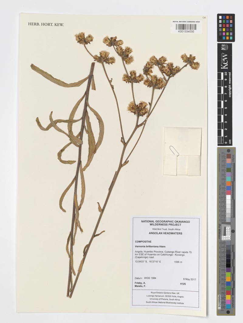 Vernonia britteniana