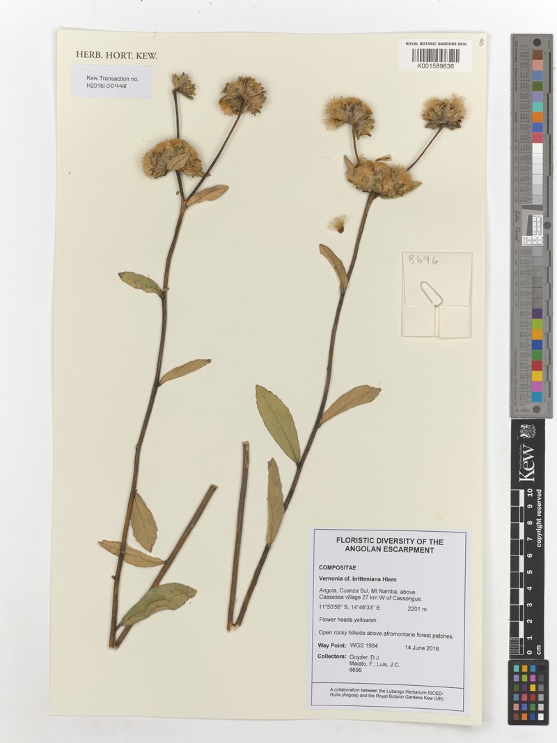Vernonia britteniana photo 4