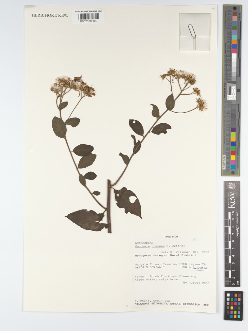 Vernonia bruceae