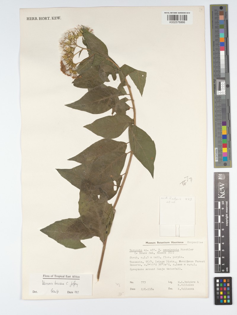 Vernonia bruceae photo 2