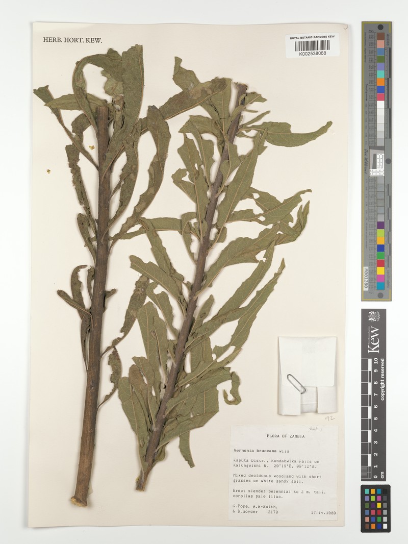 Vernonia bruceana
