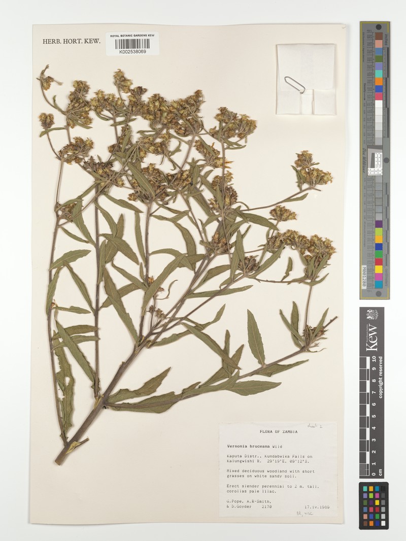 Vernonia bruceana photo 2
