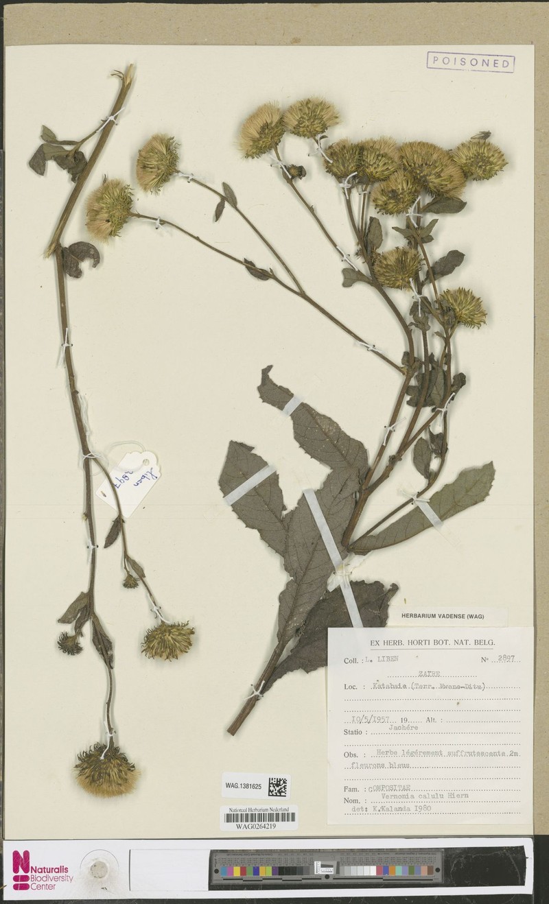 Vernonia calulu photo 2