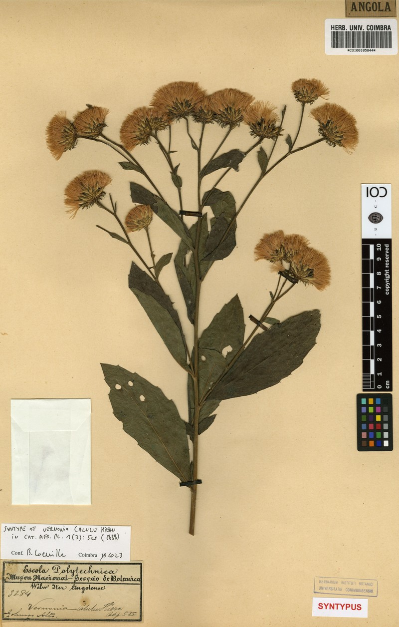 Vernonia calulu